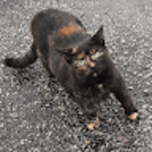 Meet your Posher, Parmida